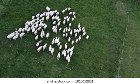 An Aerial View Of A Sheep Herd