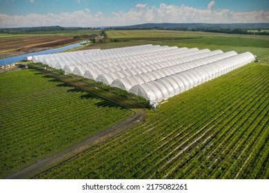 An aerial view shows greenhouses for growing strawberries from above. Country farming - Powered by Shutterstock