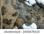 An aerial view shows several family groups of Japanese snow monkeys huddling and grooming. The troop gathers on ledges to stay warm in the cold, rocky landscape of Jigokudani, Nagano, Japan.
