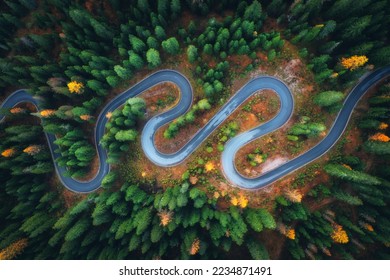 Aerial view of snake road in colorful autumn forest at sunrise. Dolomites, Italy. View from above of winding road in woods. Beautiful landscape with highway, green pine trees in fall. Top view. Nature
