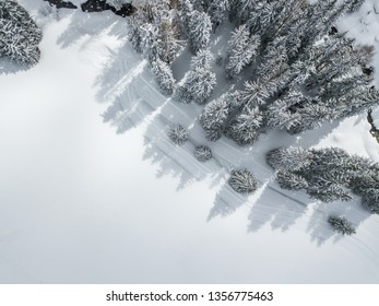 Aerial view of snow covered fir trees - Powered by Shutterstock