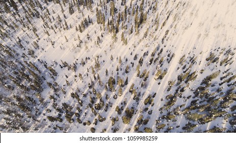 Aerial View Of Snow Covered Park. Vibrant Evergreen Trees And Foot Prints In The Snow Seen From Above. Sun Rise