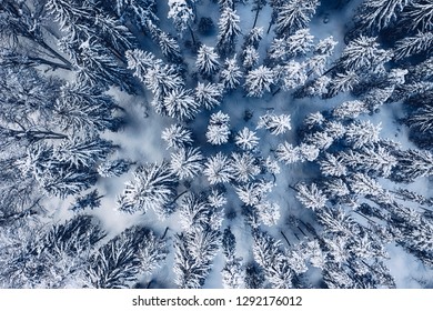 Aerial view of snow covered pine forest in the mountains during a winter with lots of snow.