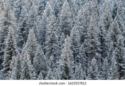 Aerial View Of Snow Covered Pine Trees At The Aspen Snowmass Ski Resort In The Rocky Mountains Of Colorado. 