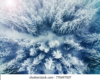 Aerial View Of Snow Covered Pine Forest And Road