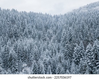 Aerial view of snow covered spruce forest in the mountains. Copy Space. - Powered by Shutterstock