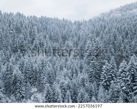 Aerial view of snow covered spruce forest in the mountains. Copy Space.