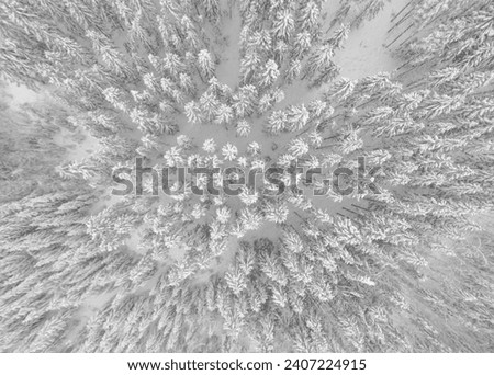 Aerial view of snow covered white forest with frozen trees in cold winter. Dense wild woodland in wintertime. Drone Photo.