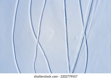 Aerial View Of Snowmobile Tracks