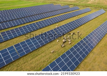 Aerial view of solar photovoltaic panels and sheep eating on a green grass field. Sustainable alternative energy source combined animal feeding pasture land. Greenwashing concept.
