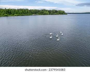 Aerial view of some white swan birds on a lake during a beautiful summer morning. Birds in nature. White swans on the blue lake. Aerial view