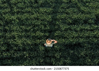 Aerial view of soybean farmer working in the field from drone pov, agricultural activity in summer sunset - Powered by Shutterstock