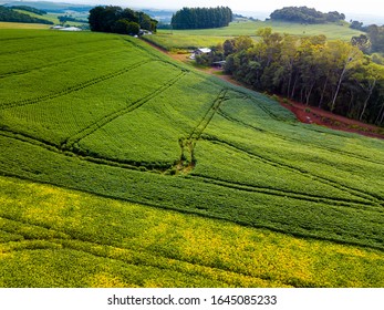 Aerial View Of Soybean Plantation In Paraná.