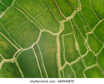 Aerial view of spacious green rice field showing pattern of roads.