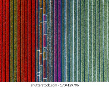 Aerial view of striped and colorful tulip field in the Noordoostpolder municipality, Flevoland, Netherlands