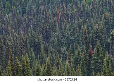 Aerial View Of Subalpine Fir Forest Canopy