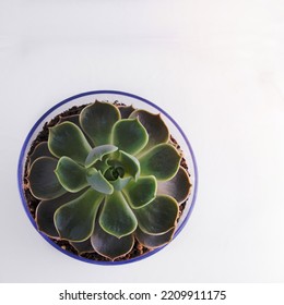 Aerial View Of A Succulent Plant In A Flower Pot. White Background