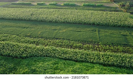 Aerial View Of A Sugar Cane Field In Luxor, Egypt