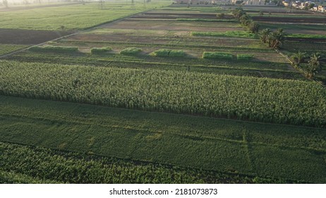 Aerial View Of A Sugar Cane Field In Luxor, Egypt