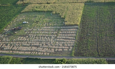 Aerial View Of A Sugar Cane Field In Luxor, Egypt