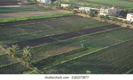 Aerial View Of A Sugar Cane Field In Luxor, Egypt