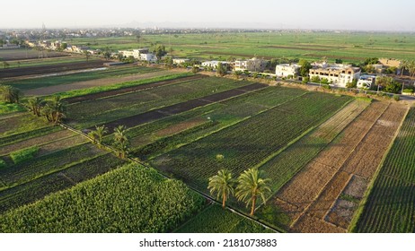 Aerial View Of A Sugar Cane Field In Luxor, Egypt