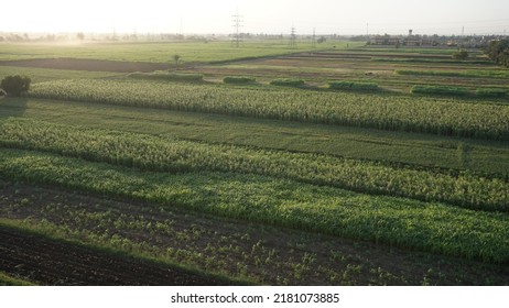 Aerial View Of A Sugar Cane Field In Luxor, Egypt