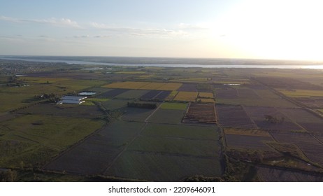 Aerial View Of Sugar Cane Plantations On The Shores Of The Uruguay River