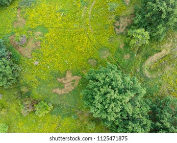 Aerial View Of A Summer Field With Flowers And Trees