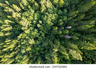 Aerial View Of Summer Green Trees In Forest In A Rural Area. Drone Photography