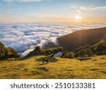 Aerial view of sunrise above clouds and green hills with cows grazing at Fanal mountain, Madeira island, Portugal