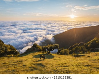 Aerial view of sunrise above clouds and green hills with cows grazing at Fanal mountain, Madeira island, Portugal - Powered by Shutterstock