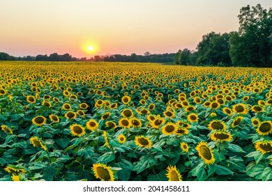 Aerial view of sunset at Grinter Farms, a sunflower field in Kansas.