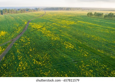 Aerial View At Sunset On A Green Field With Yellow Mustard Flowers And Trees