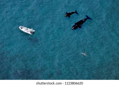 Aerial View Of A Swimmer And Two Killer Whales Or Orca (Orcinus Orca) With A White Speed Boat On A Blue Clear Sea Water