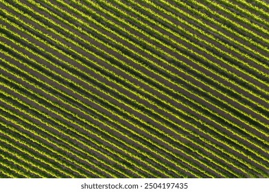 Aerial View of Symmetrical Vineyard Rows in High-Resolution Panorama - Powered by Shutterstock