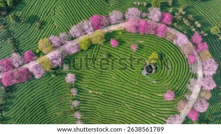 Aerial view of tea fields with cherry blossoms in Fujian, China