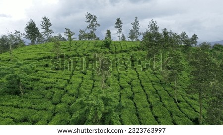 Aerial view of tea gardens in wayanad, India