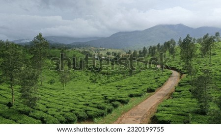 Aerial view of a tea plantation at wayanad, kerala, India