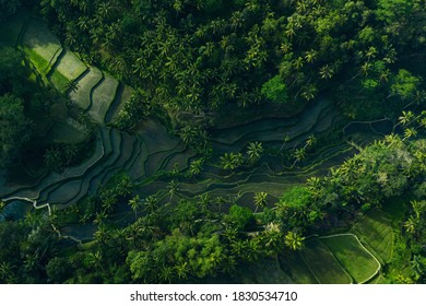Vista aérea de las terrazas de arroz de Tegalang Bali. Resumen de formas geométricas de parcelas agrícolas de color verde. Foto de un dron justo encima del campo.