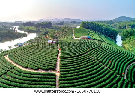Aerial view of Thanh Chuong island tea hill, green landscape background, green leaf. Thanh Chuong, Nghe An, Vietnam Imagine de stoc © 