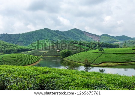 Aerial view of Thanh Chuong tea hill, Nghe An, Vietnam - Image Imagine de stoc © 
