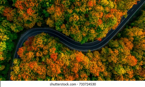 Aerial view of thick forest in autumn with road cutting through