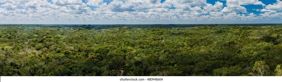 Aerial View Of The Thick Jungle Around The Ruins Of The Mayan City Coba, Mexico