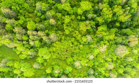 Aerial View Top Down Directly Above Lush Forest Trees. View Of The Tree Tops. Habitat For Wild Animals And Endangered Animal Species. Dense  Forest In The Canadian Forest. Canada Landscape Protection