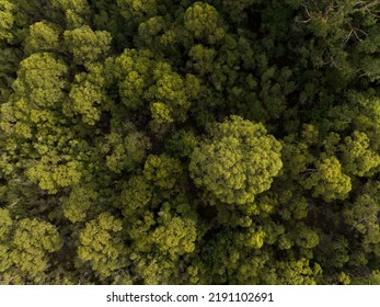 Aerial View, Top Down Over Tree And Shrubs, Of The Australian Bush. Forest In Australia.