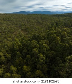 Aerial View, Top Down Over Tree And Shrubs, Of The Australian Bush. Forest In Australia.