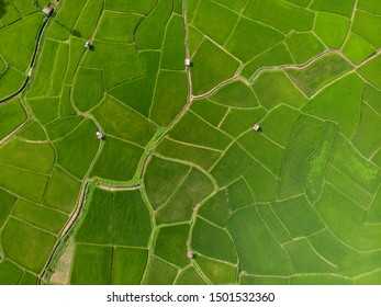 Aerial View Top View Green Fields Start The Planting Season Summer Of Thailand.