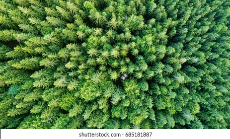 Aerial View Of Tops Of Pine Forest