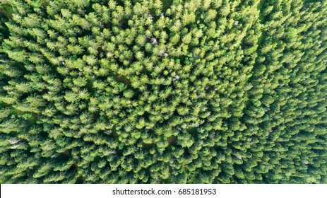 Aerial View Of Tops Of Pine Forest